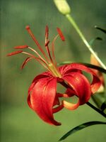 Foto: Dr. Jörg M. Giffei